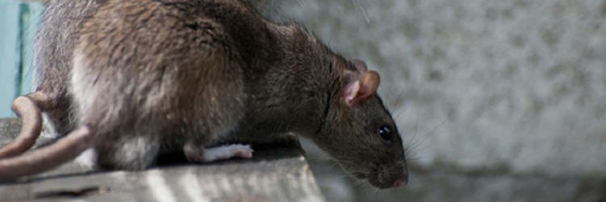 уничтожение крыс в Калининграде
